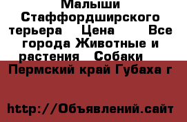 Малыши Стаффордширского терьера  › Цена ­ 1 - Все города Животные и растения » Собаки   . Пермский край,Губаха г.